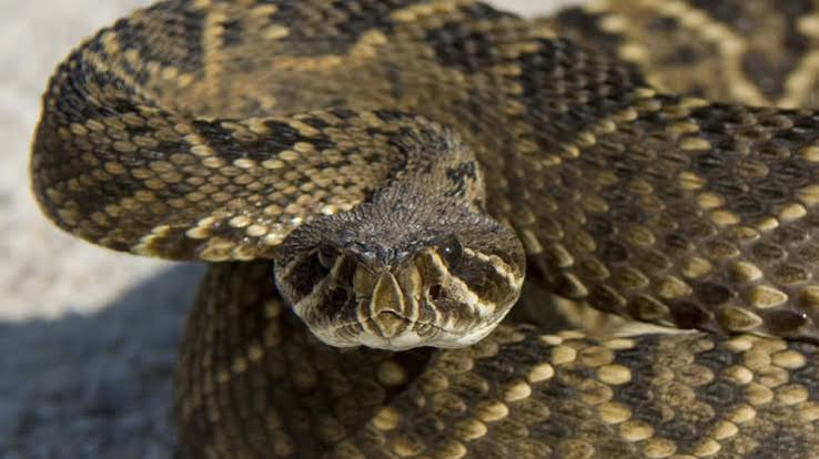The Eastern Diamondback Rattlesnake